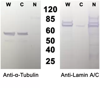Akr 171 Fig 1