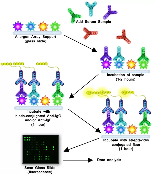 Allergen Array How It Works