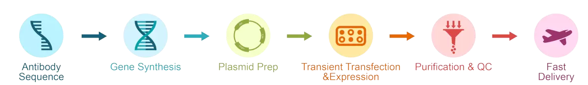 Antibody Production Procedure