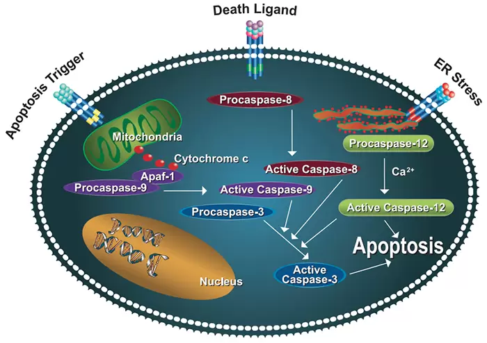 Apoptosis