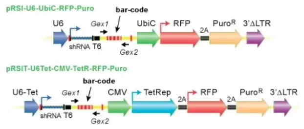 Barcode Shrna Libraries