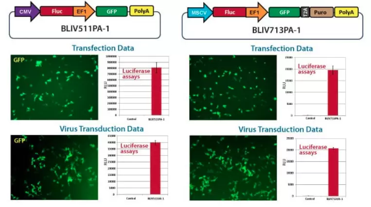 Bliv Luciferase Activity