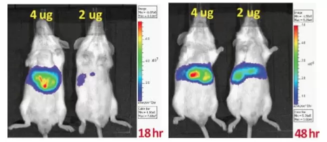 Bliv Luciferase Activity Mice