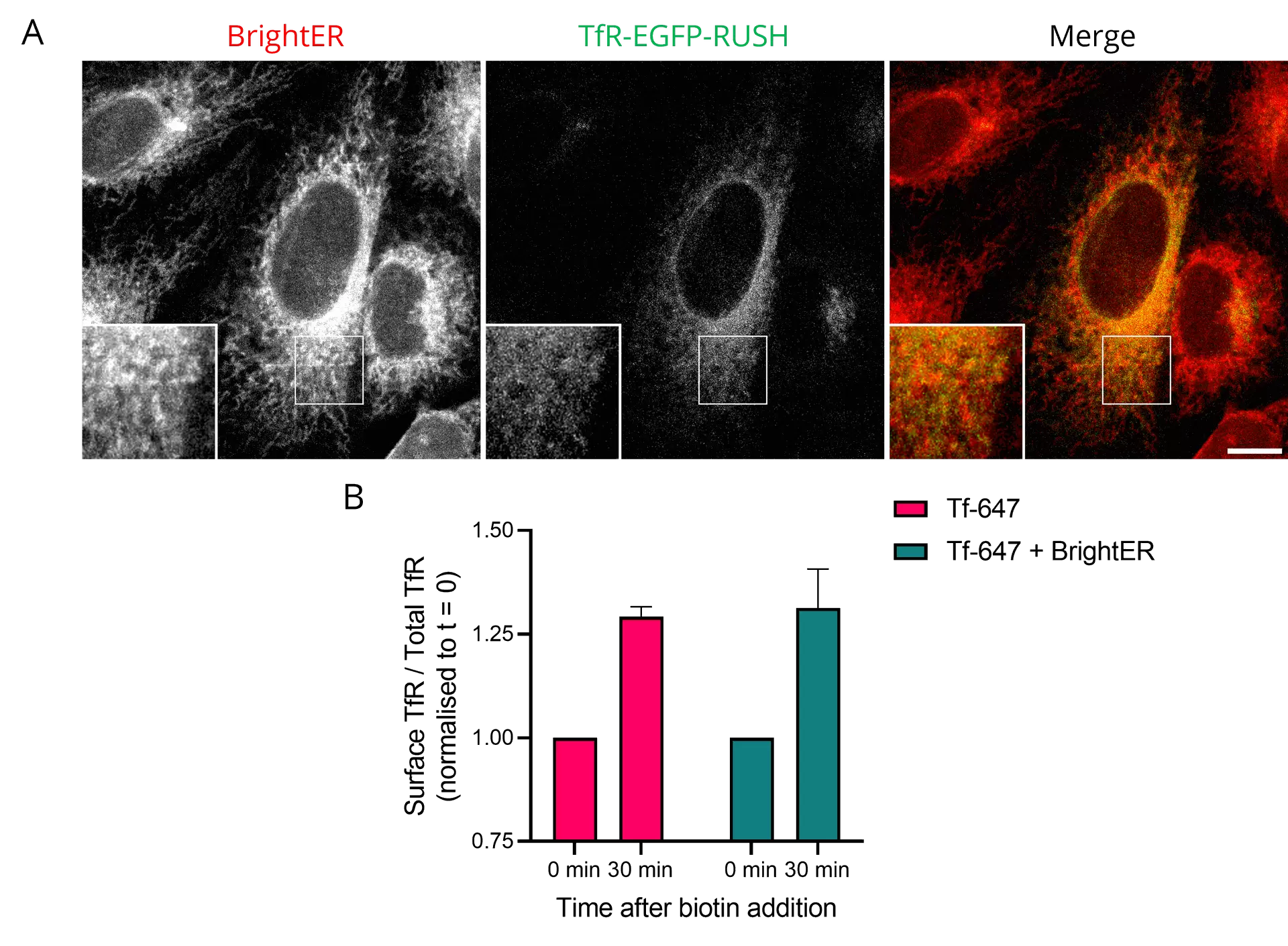 Brighter Transport Fig3