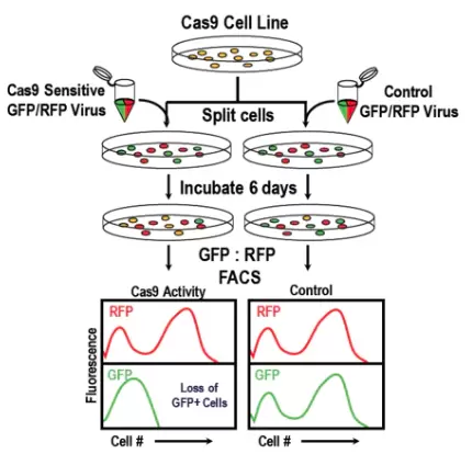 Cas9 Activity Assay