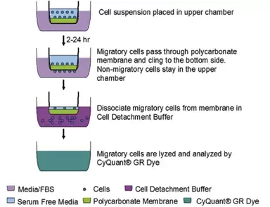 Cba 100 101 Fig 1
