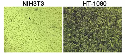 Cba 110 Fig 2
