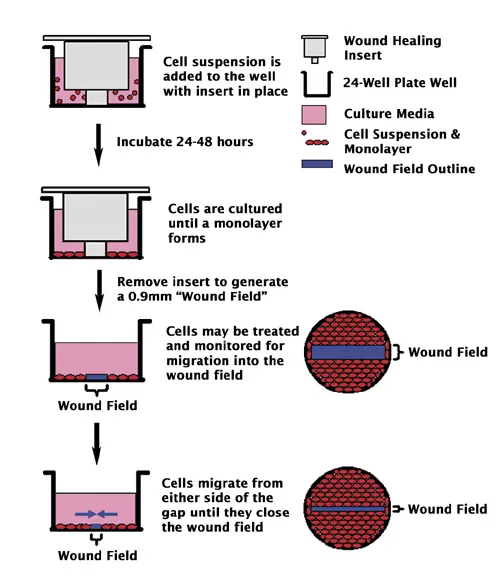 Cba 120 Fig 1