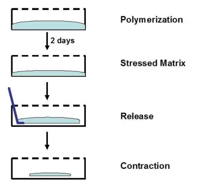 Cba 201 Assay Principle