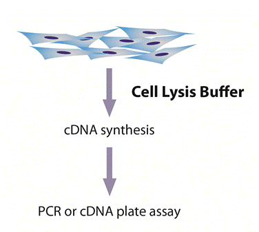 Cell Lysate Prepration For Reverse Transcription Diagram