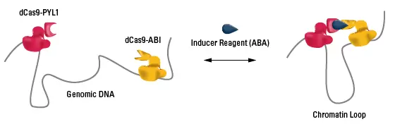 Cloud9 Chromatin Loop Formation 01