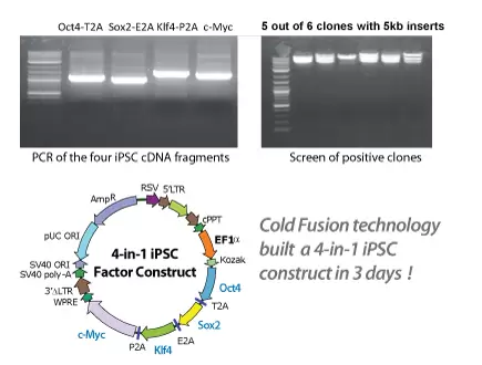 Cold Fusion Multiple Insert 430