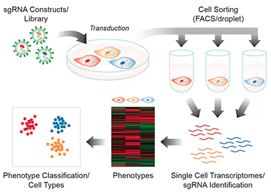 Crispr Barcoded Library Screen