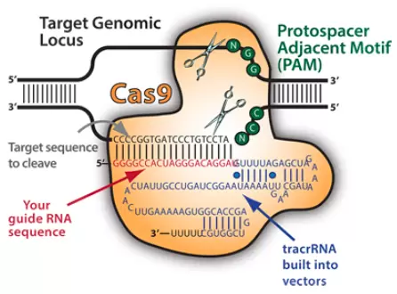 Crispr Cas9