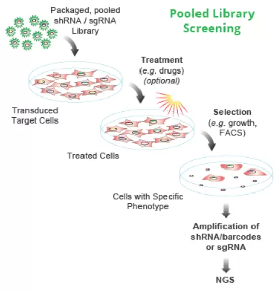 Crispr Library Screen