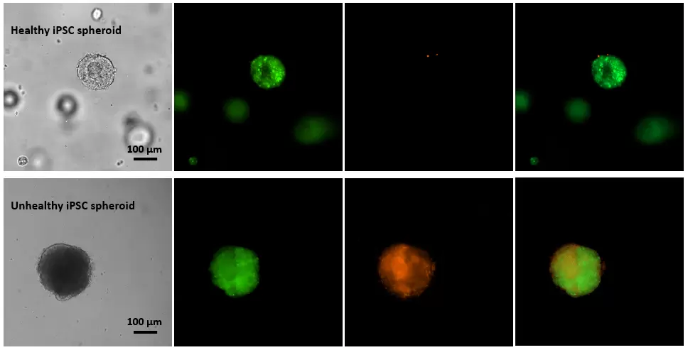 Cyto3d Live Dead Assay Kit Fig2