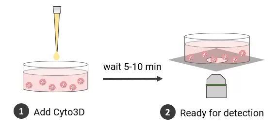 Cyto3d Live Dead Assay Kit Workflow