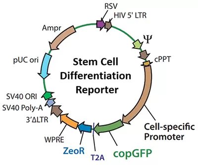 Differentiation Promoter Reporter