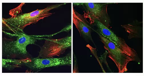 Diversa Fluogreen Cell Internalization Fibroblasts