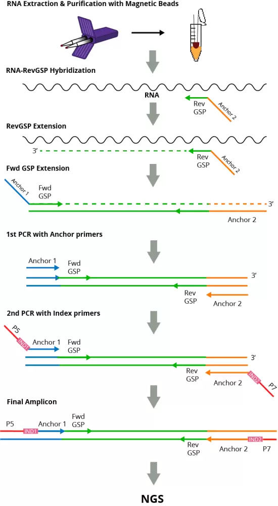 Dmap Exp Db Workflow