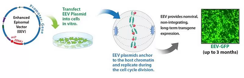 Eev How It Works 800