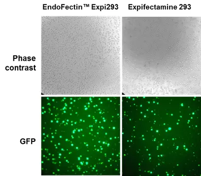 Endofectin Expi Exp 1b