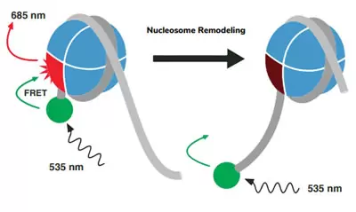 Epidyne Nuc Remodeling 400