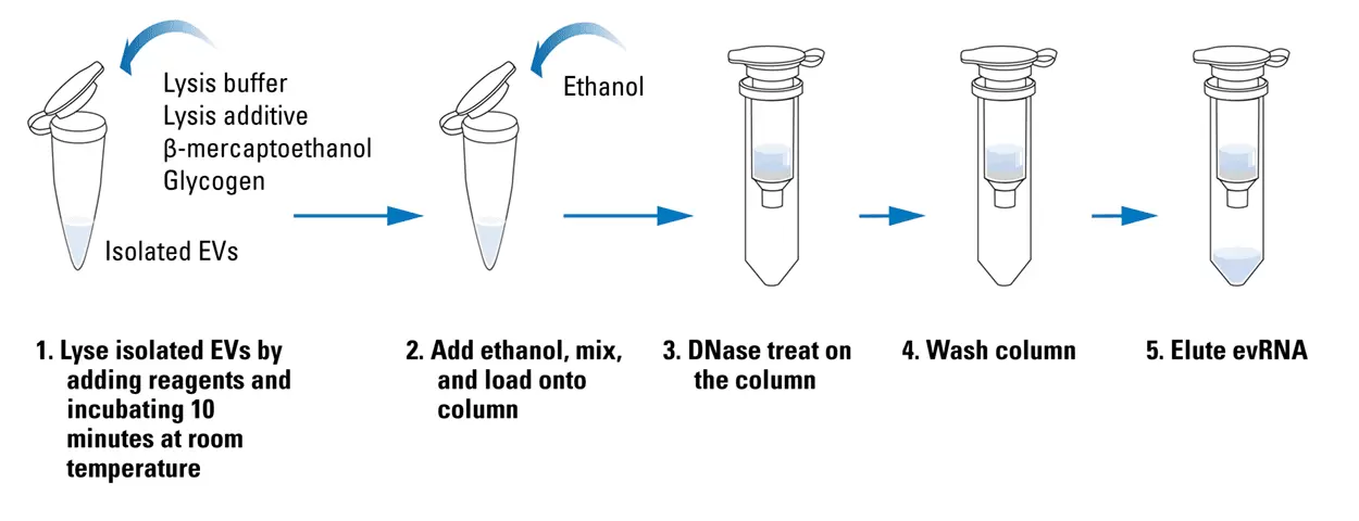 Every100b Fig 1 Everyrna Isolation Workflow