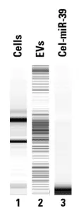 Every100b Fig 2 Everyrna Captures Everything