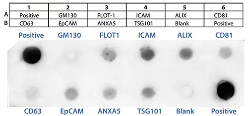 Exo Check Exosome Antibody Array