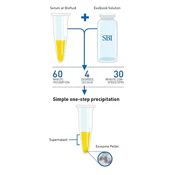 Exoquick Workflow Sep2025