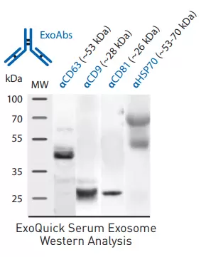 Exosome Antibodies 1