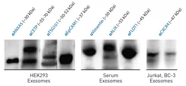 Exosome Antibodies 2