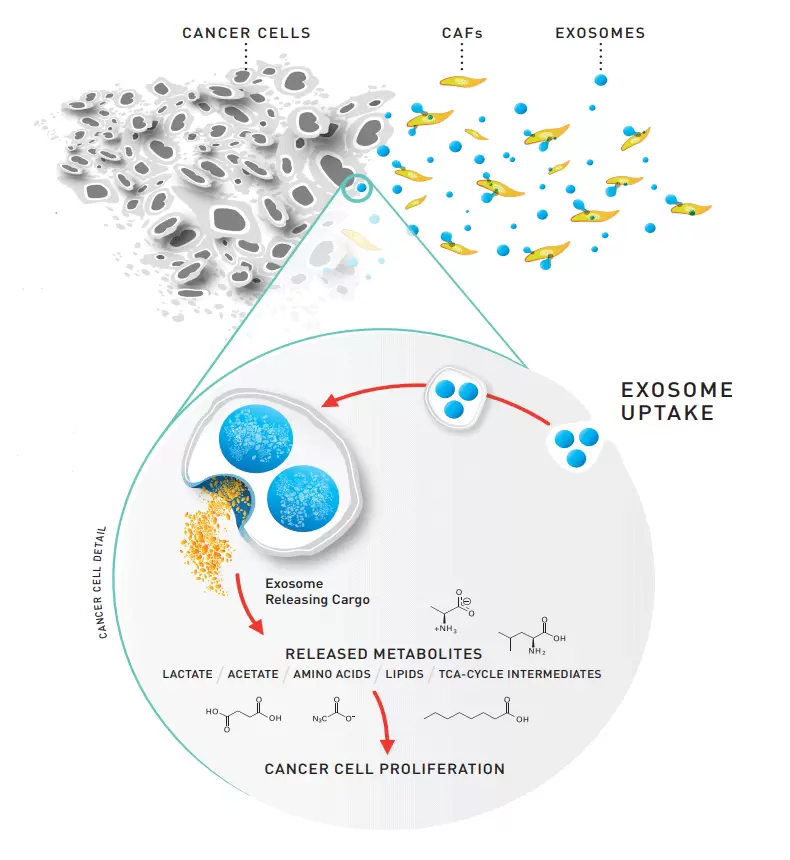 Exosome Lipid Metabol Service Tumor Microenvironment 790