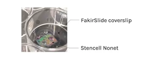 Fakirslides In Culture Plate With Stencell