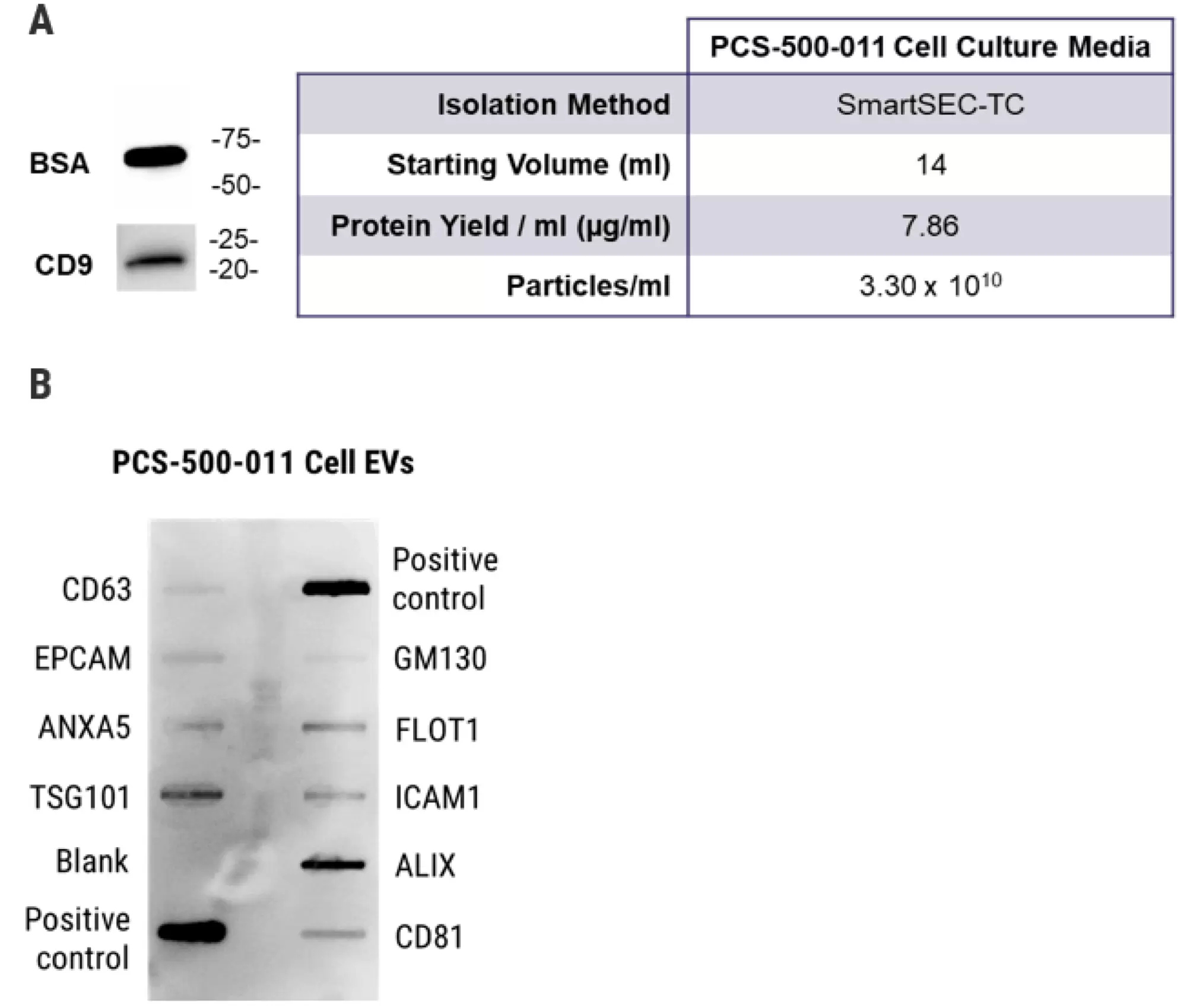 Fig4 Evs Isolated Mesencymal Stem Cell 