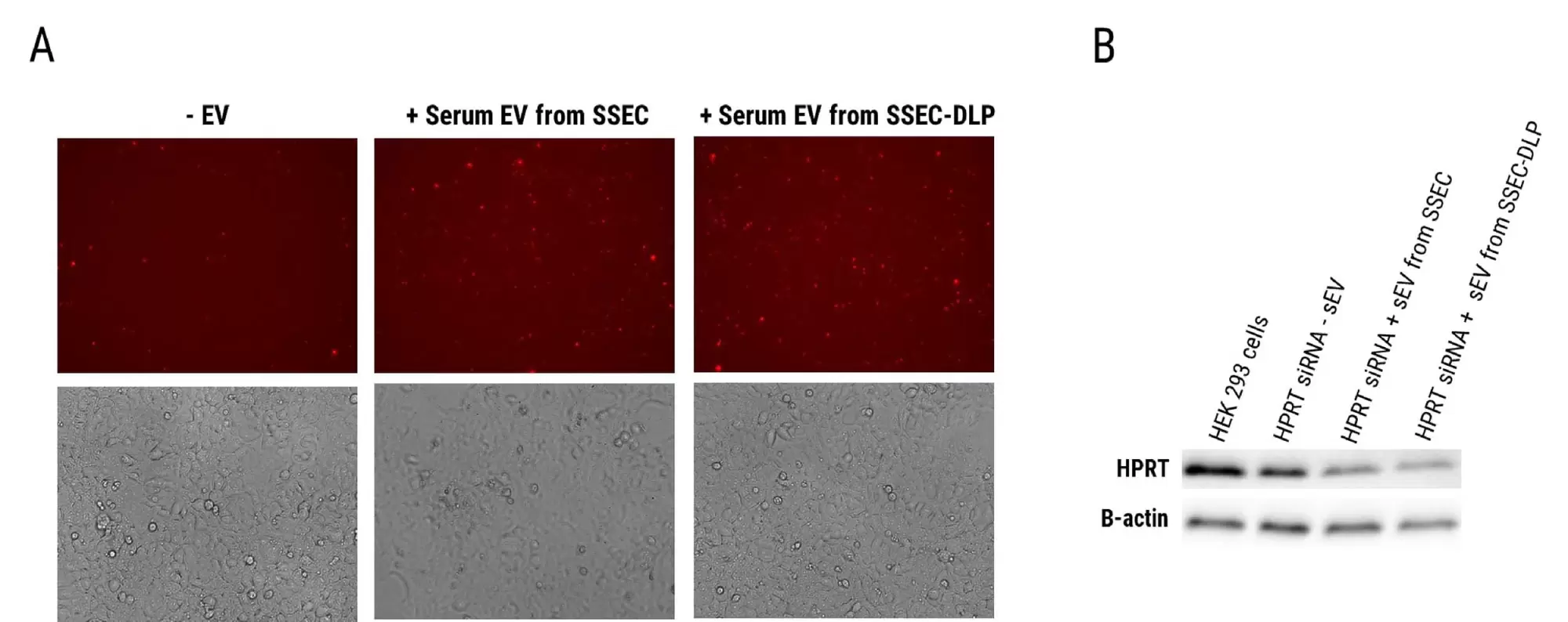 Fig 5 Sev Delivery Small Rna Cargo Recipient Cells