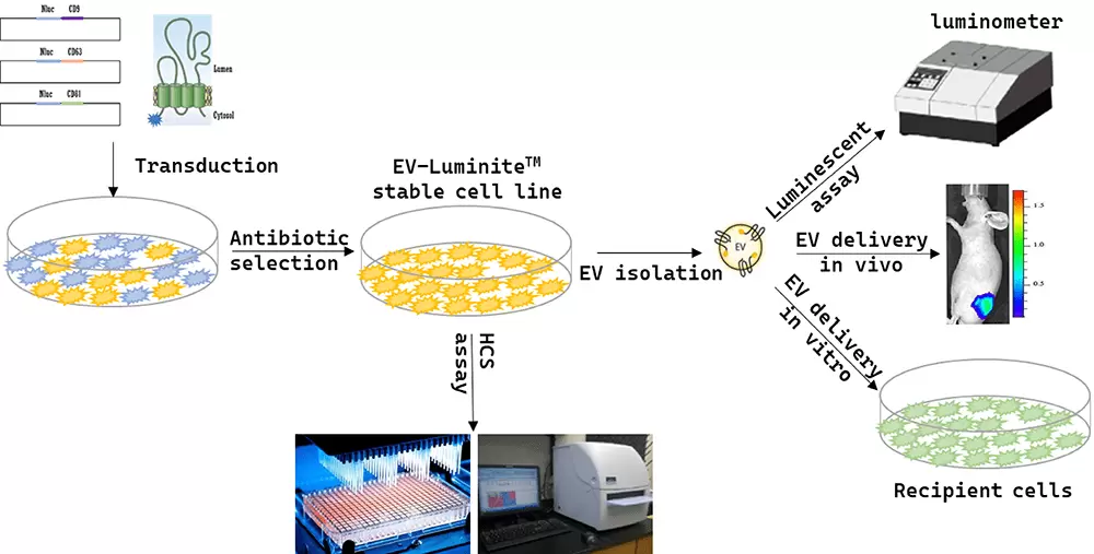 Figure 2 Bright Up Your Ev Research With Ev Luminite