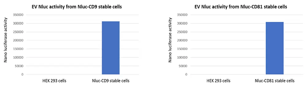 Figure 3 Ev Derived From Reveal Strong Nano Luciferase Activity