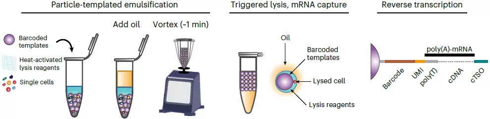 PIPseq Technology Workflow