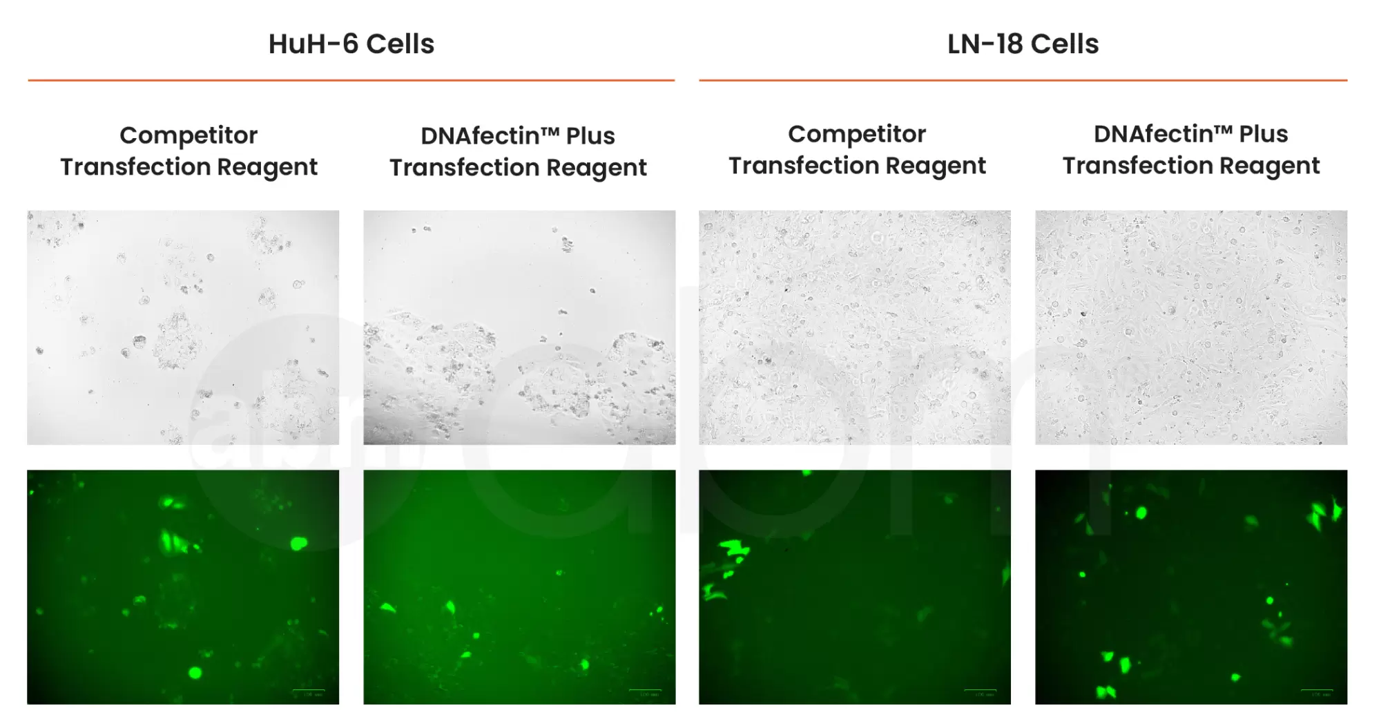 G2500 Increased Transfection Efficiency