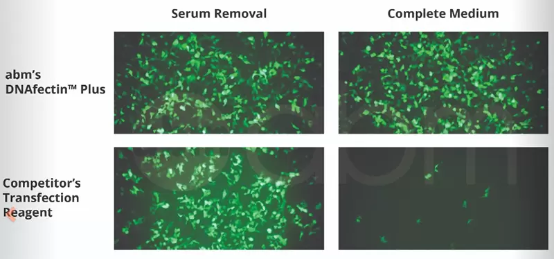 G2500 Transfection In Presence Of Serum