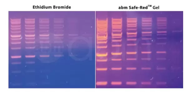 G680 1 Ethbr Vs Safered