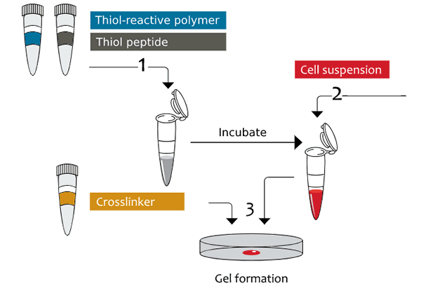 Gel Formation New