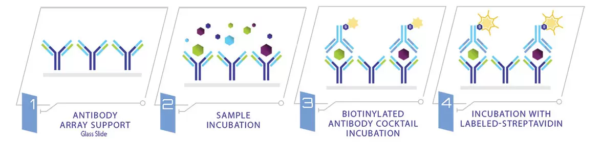 Glass Slide Cytokine Array Dt