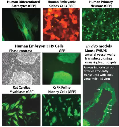 Graphic Transduction Controls