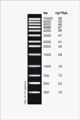 Highranger 1 Kb Dna Ladder 11900 Figure1