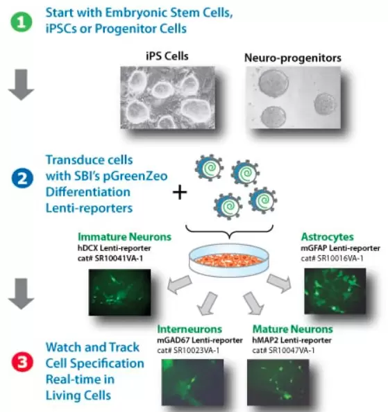 Hiw Differentiation Promoter Reporter