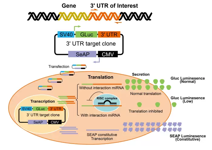 How 3utr Clone Works