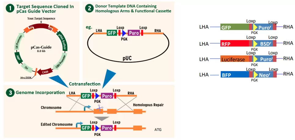 How It Works Crispr Ko Kits